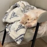 『たなくん』という猫を飼っています。